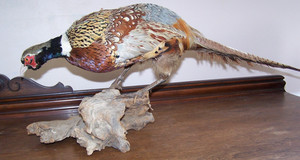 Beautiful Large Taxidermy Ring Neck Pheasant Bird Standing on Driftwood