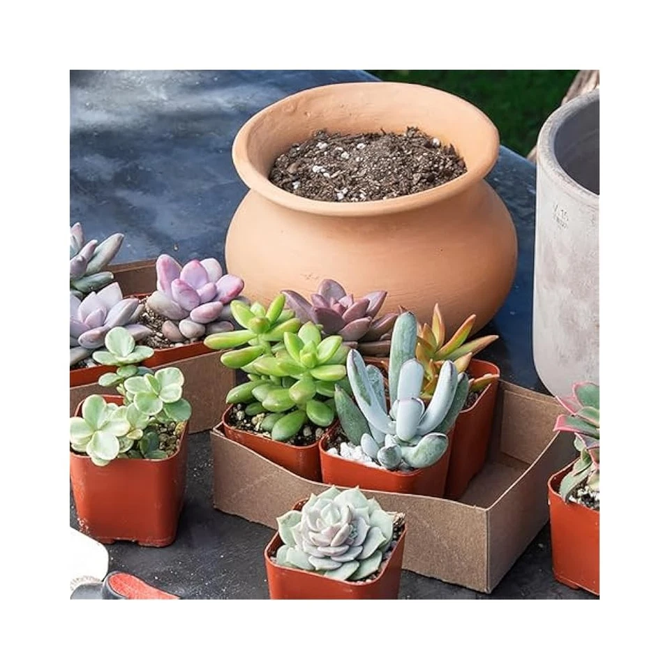 Live Succulent Plants 20 Pack - Assorted Potted Indoor Plants in Planter Pots - Image 4 of 4