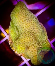 SAF~Gold Porites Coral Frag “WYSIWYG”,  SPS, Live Coral Colony, Porites Furcata