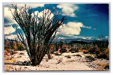 Joshua Tree National Park CA California Ocotillo in Bloom Desert Chrome Postcard