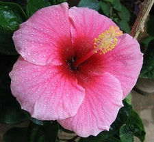 HAWAIIAN PINK HIBISCUS PLANT CUTTING 1 Cutting 2 - 4 In. Long