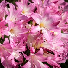 10x Large/Mature Bulbs Lycoris Squamigera Resurrection Lily  Naked Ladies Jersey