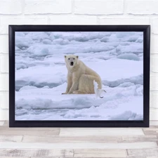 Bear Arctic Norway Ice Gull Polar Bears Seagull Frost Wall Art Print