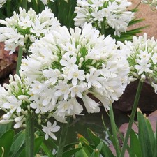 1 x Agapanthus White Superior â Attracts Bees and Other Pollinators â White