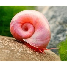 60+ PINK Ramshorn Snails - LIVE - Home Tank Raised - Free Shipping!!!