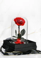 Preserved Rose in Glass Dome Eternal Enchanted Forever - Infinity Rose