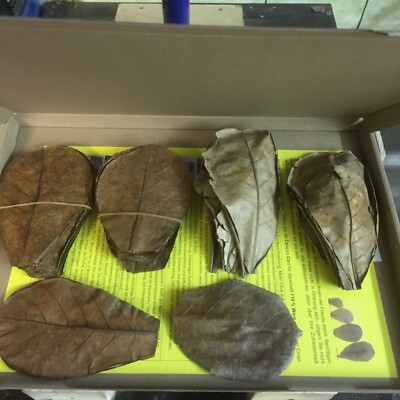 50 g Seemandelbaumblätter / Catappa Leaves ca50Stk/11-14cm-sehr wirkstoffhaltig 