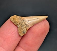 Beautiful Mako Shark Tooth Bakersfield California Gem Megalodon Era