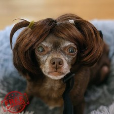 Dog Cat Wig Pet Costume, Small Dog Headwear, Festival Accessory