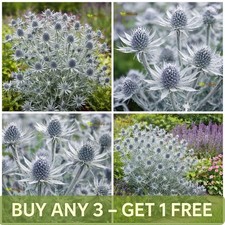 Sea Holly  100 Seeds | Silver Salentino | Eryngium