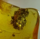 FOSSIL raw baltic amber stone rare genuine inclusion (i1819 NEW