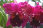 Blc. Oconee `Mendenhall' AM/AOS Classic Breeder Cattleya Orchid Plant — photo 1