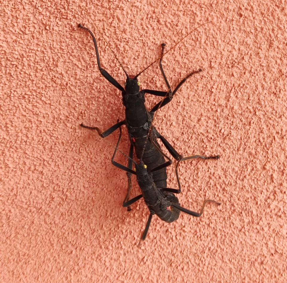 Peruphasma schultei eggs (x30) - red wings stick insect - insetto stecco - Imagen 3 de 3