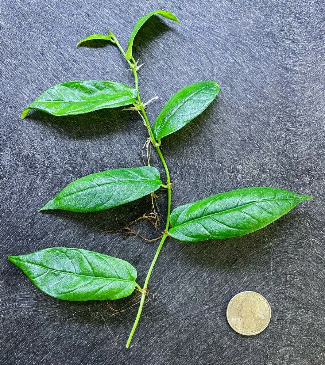 Ficus Radicans Stem Cutting – Live Terrarium Plant For Dart Frog Vivariums 9 thumbnail image