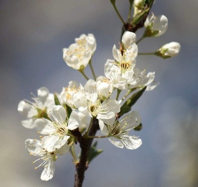 Prunus salicina 25-60cm | Japanese plum | Chinese plum - Japanese plum | Chinese
