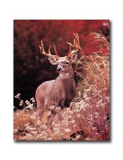Royal Buck Deer Large Antler Outdoor Wall Picture 8x10 Art Print