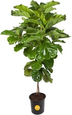 Costa Farms Fiddle Leaf Fig Tree, Live Indoor Plant, Rustic Planter, 3-4 ft Tall