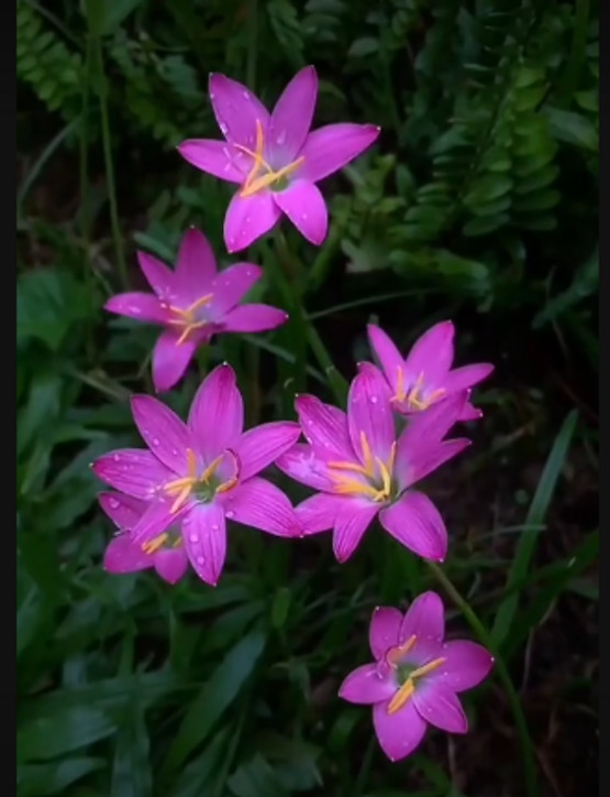 Imported Rare Mixed Rain Lily Bulbs Summer collection Mix Color -Set of 10 Bulbs
