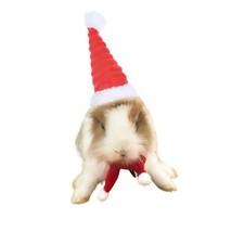 Cotton Rabbit Withscarf Christmas Costume  Chinchilla