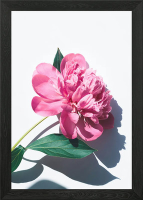 Rosa Pfingstrose Blüte auf weiß gerahmtes Wandbild Poster Leinwanddruck Bild