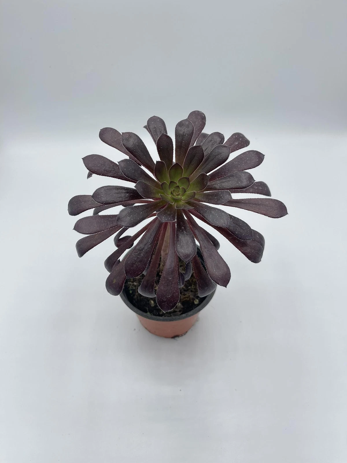 Foto 7 di 11