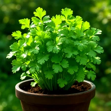 800+ SLOW BOLT CILANTRO SEEDS | HEIRLOOM NON-GMO CORIANDER | HERB FREE SHIPPING!