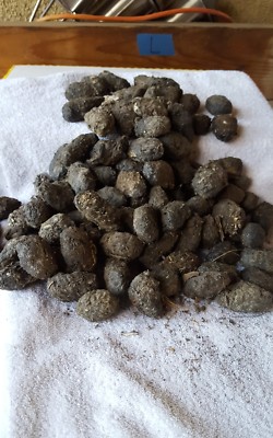Owl Pellets Large Size--100 Pack, 1''1/2 & Up. Sterilized and Wrapped