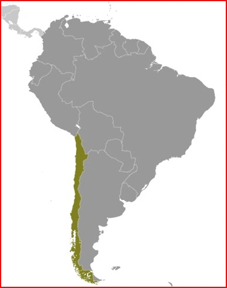 $3,75 Scott значение - 1994 CHILE скрипки классические музыкальные инструменты CV MNH NH UMM - Изображение 4 из 4