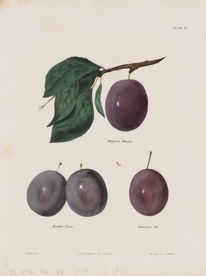 SWINTON (19.Jhd) nach EMMONS (19.Jhd), Pflaumenillustration,  1857, Lith.