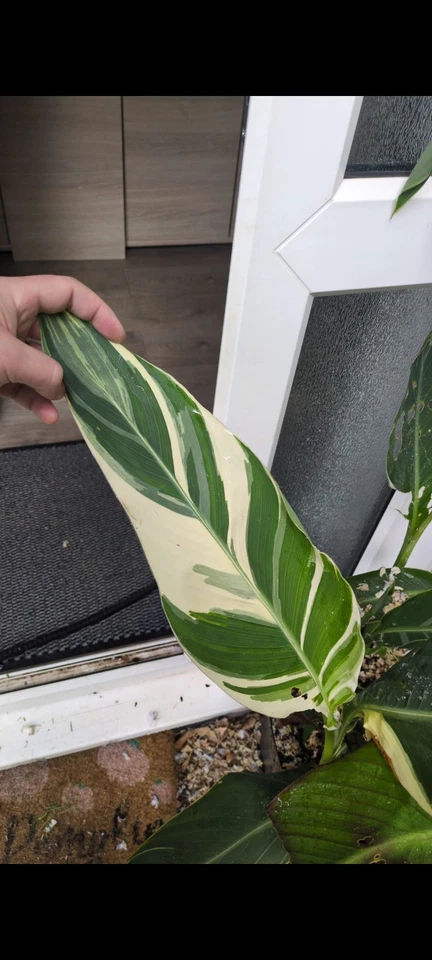 Canna Stuttgart Garden Plant - Image 2 of 4