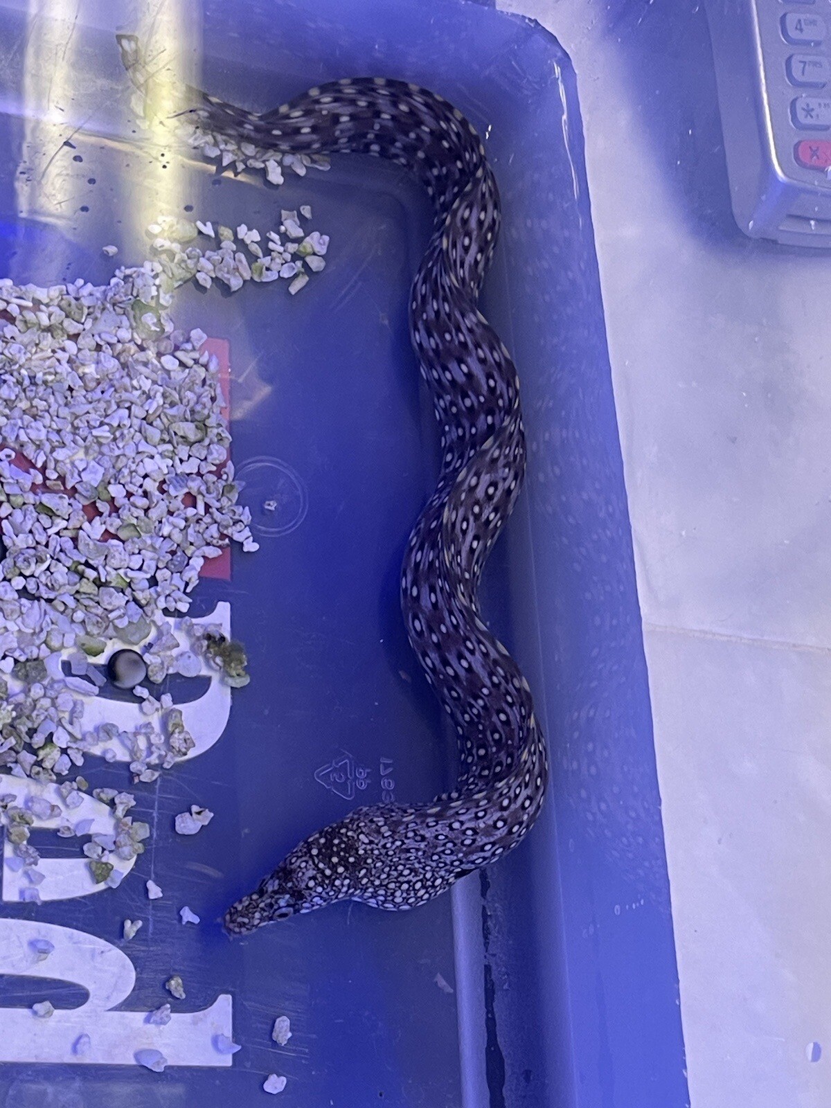 Jeweled Moray Eeel 1214” Wysiwyg live Saltwater Fish eBay