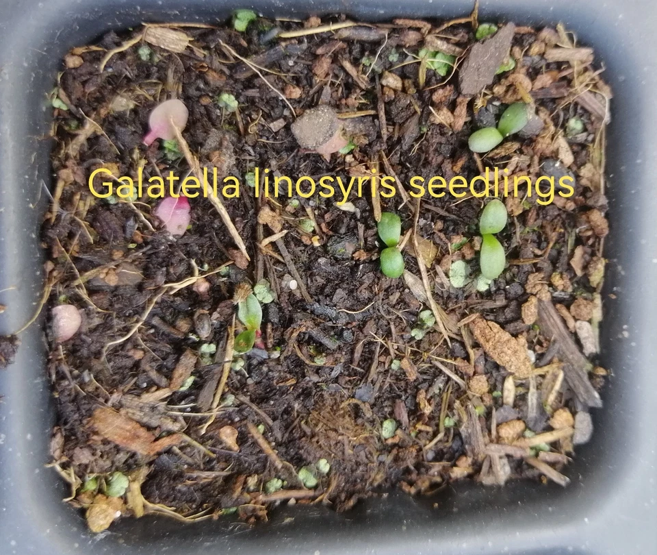 Goldaster, Galatella linosyris, goldylocks aster, 40 semillas, semillas, raras, floración tardía - Imagen 4 de 4