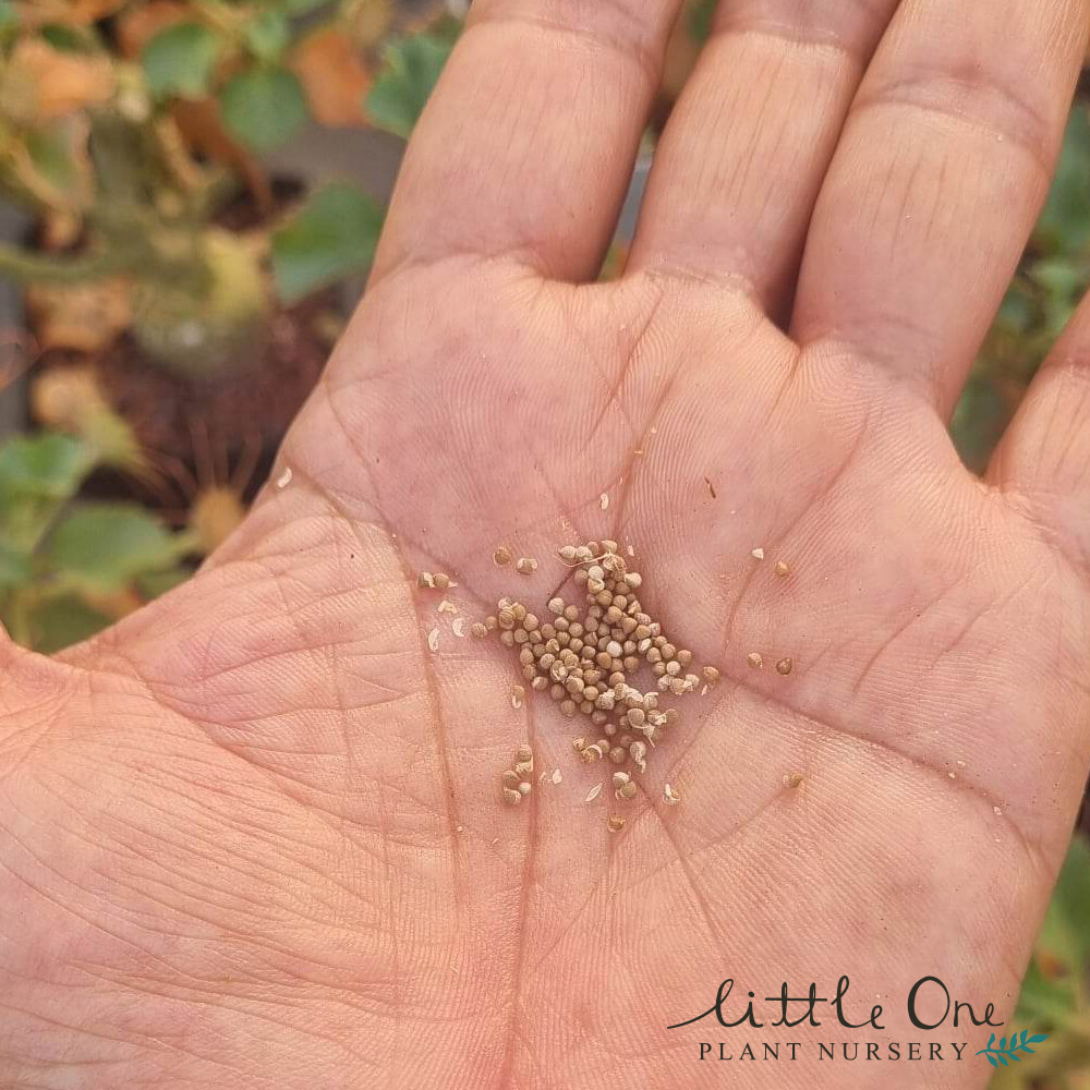 Dorstenia gypsophila fresh seeds for sale by Little One Plant