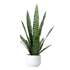 Artificial Snake Plant 22.5" Faux Agave Fake Sansevieria Artificial White Pot