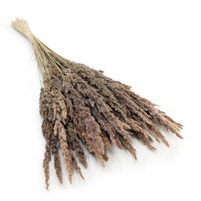 Sand-Schilfgras (Calamagrostis epigejos) - Nat&uuml;rlich