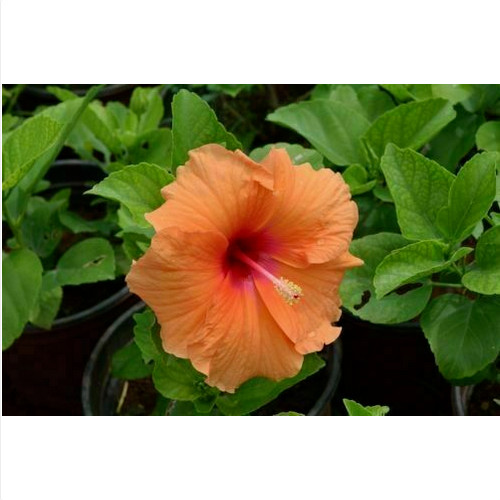 HIBISCUS SYRIACUS CANARY NARANJA, 20 SEMILLAS +GRATIS