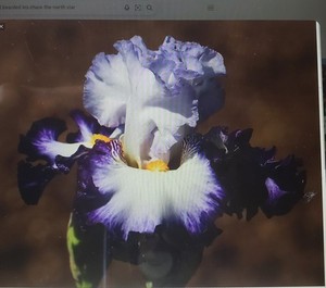 Tall Bearded Iris Chase The Northern Star