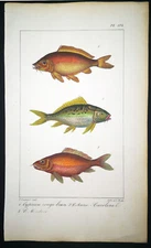1834,P.L.OUDART ORIGINAL ENGR. FINE ANTiQUE WATERCOLOURING ON RARE FISHES Y13
