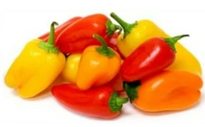 Super Sweet Pepper Seeds (30) - Grown in Oregon - Organic Non GMO 