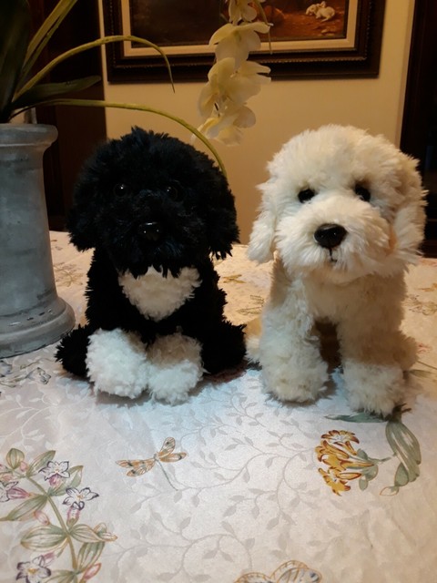 webkinz signature portuguese water dog