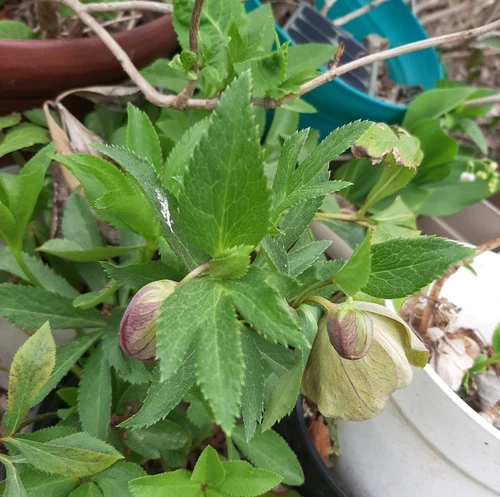 Small- Medium Lenten Rose