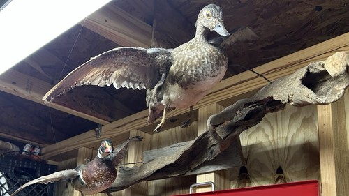 Pair Of Wood Ducks In Flight