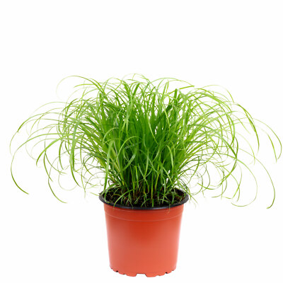 Echtes Katzengras - Cyperus alternifolius "Zumula" - Hhe ca. 30 cm, Topf-  12 c | eBay.de