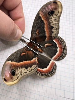 Saturniidae Hyalophora Cecropia? WOW RED!! SAT 016 Collected 2025 Canada