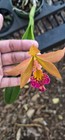 Blc. Copper Queen Orchid Plant Brassavola Hybrid — photo 2