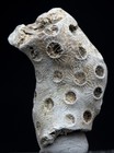CORAL FOSSIL Specimen Fossilized Natural Ocean Sea Life Sample MARYLAND USA — photo 1