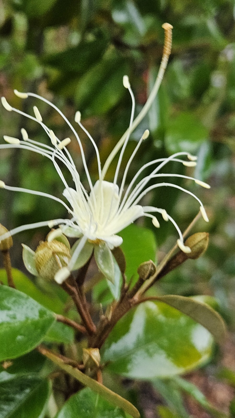 Jamaican CaperQuadrella jamaicensisFragrant Blooms Florida Native