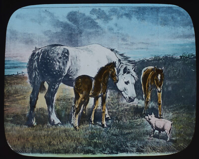 PFERDE MIT SCHWEIN UM 1890 VIKTORIANISCHE TIERSTUDIE Magische Laternenrutsche LANDWIRTSCHAFT