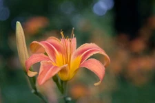 10 wild Orange Day Lily ('Tawny 'Ditch Lily' ) Pond / Bog / hardy bare root