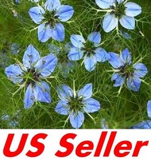 200 Seeds Black Cumin Nigelia Sativa Seeds F102, Garden Flower Seeds
